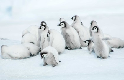 Weddell Sea – Op zoek naar de Keizerspinguïn, incl. Helikopters
