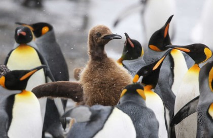 Îles Malouines - Géorgie du Sud - Antarctique