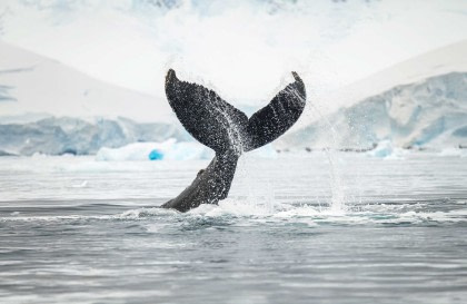Antarctica - Whale watching discovery and learning voyage