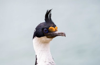 Îles Malouines - Géorgie du Sud - Antarctique