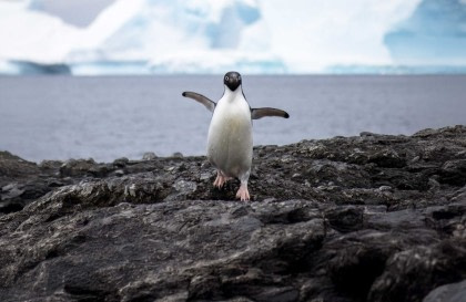 Îles Malouines - Géorgie du Sud - Antarctique