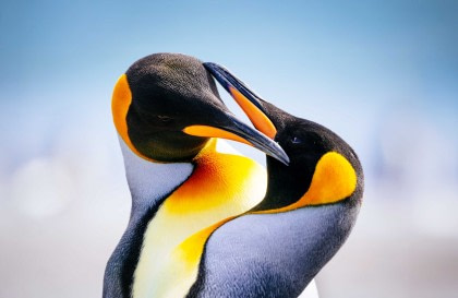 Malouines, Géorgie du Sud et Antarctique - Spécial photographique