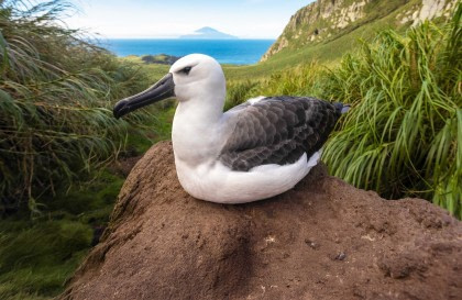 Atlantic Odyssey, excl. Antarctic Peninsula