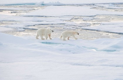 Autour du Spitzberg, au royaume des Ours polaires et de la glace