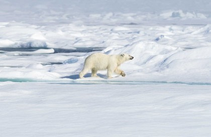 Autour du Spitzberg, au royaume des Ours polaires et de la glace