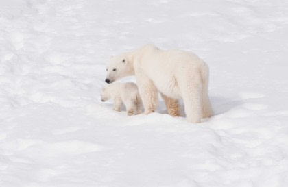 North Spitsbergen Explorer - Dans la banquise - Spécial Ours polaires