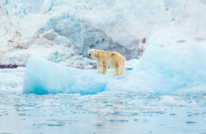 North Spitsbergen Explorer - Dans la banquise - Spécial Ours polaires