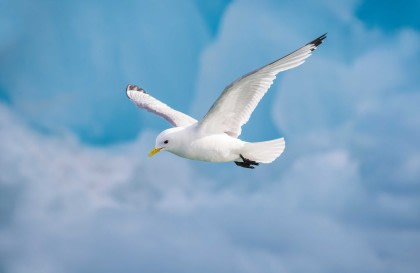 Océan Arctique - Fair Isle, Jan Mayen, Ice Edge, Spitsbergen, Birding