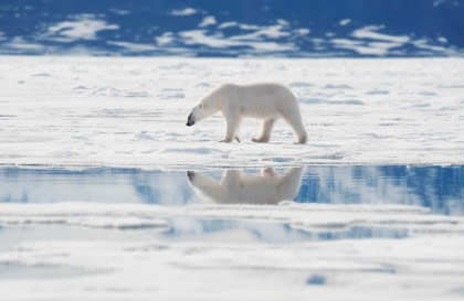 Autour du Spitzberg, au royaume des Ours polaires et de la glace