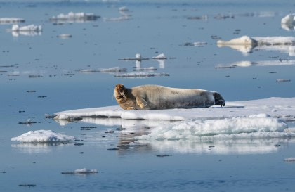 North Spitsbergen Explorer - Paysages variés, glace de mer et faune - Solstice d'été