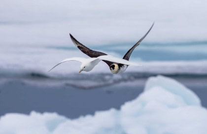 North Spitsbergen - Arctic Spring , Birding Special