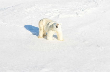 Exploration approfondie du nord du Spitzberg – À la recherche des ours polaires, des baleines et d'autres animaux sauvages