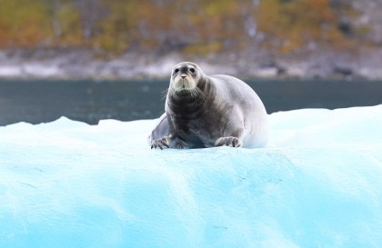 North Spitsbergen, Arctic Summer