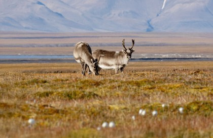 North Spitsbergen, Arctic Summer