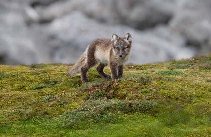 North Spitsbergen, Arctic Summer - Summer Solstice