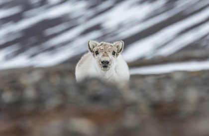 Nordspitzbergen Entdecker - Vielfältige Landschaften, Meereis und Tierwelt