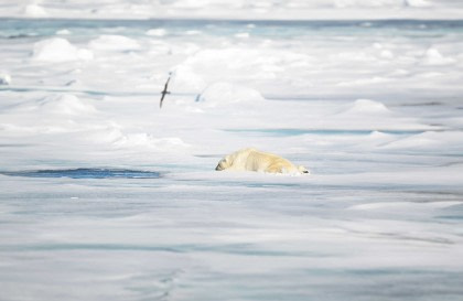 Nordspitzbergen Entdecker - Vielfältige Landschaften, Meereis und Tierwelt