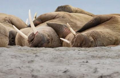 Nordspitzbergen Entdecker - Vielfältige Landschaften, Meereis und Tierwelt - Sommersonnenwende