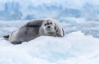Nordspitzbergen Entdecker - Vielfältige Landschaften, Meereis und Tierwelt