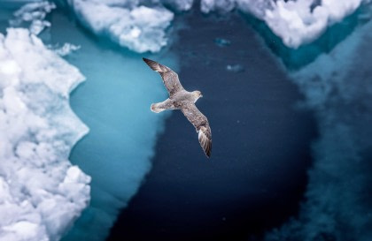 Noordelijke IJszee - Jan Mayen, ijsrand, Spitsbergen, vogels spotten - Middernachtzon