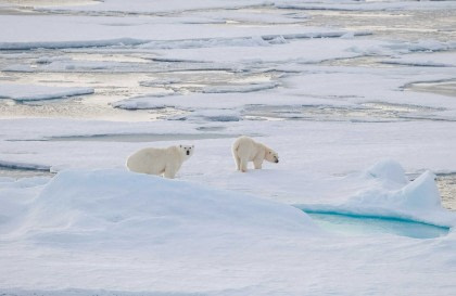 Rundum Spitzbergen, im eisigen Reich der Eisbären