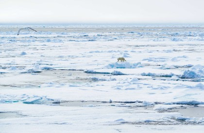 Rundum Spitzbergen, im eisigen Reich der Eisbären