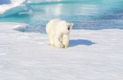 Rundum Spitzbergen, im eisigen Reich der Eisbären