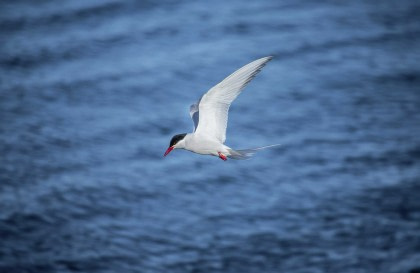 Nordsee – Vlissingen nach Aberdeen