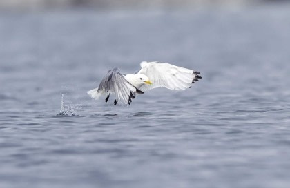 Arktischer Ozean, Fair Isle - Jan Mayen – Eiskante - Spitzbergen, Vogelbeobachtung