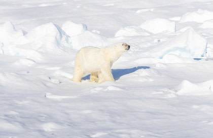 Nordspitzbergen Entdecker – Tief ins Packeis - Eisbär Spezial