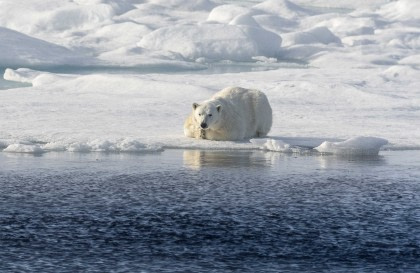 Nordspitzbergen Entdecker – Tief ins Packeis - Eisbär Spezial - Sommersonnenwende