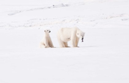 Rundum Spitzbergen und Nordaustlandet, im eisigen Reich der Eisbären
