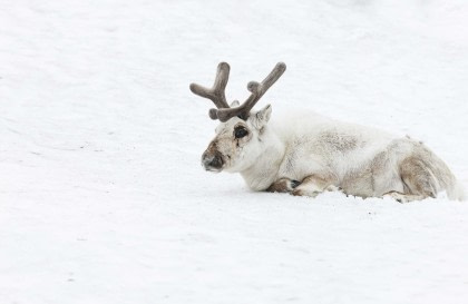 Ein Vorgeschmack auf Nord-Spitzbergen – Kompaktes Arktis-Abenteuer