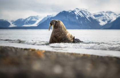 17 Tage Umfassende Arktis-Expedition – Nord-Spitzbergen