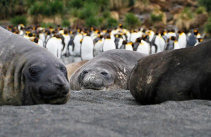 Falkland-Inseln, Südgeorgien & Antarktische Halbinsel - Foto-Special