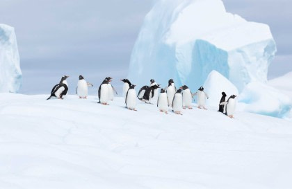 Antarktis - Entdecken und Lernen