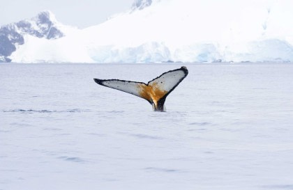 Antarktis – Walbeobachtung