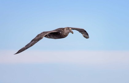 Atlantische Odyssee, ohne Antarktische Halbinsel