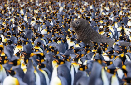 Falkland-Inseln, Südgeorgien und Antarktische Halbinsel