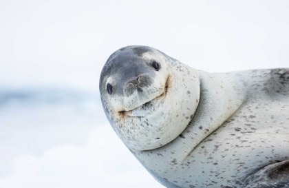 Antarctica - Discovery and Learning