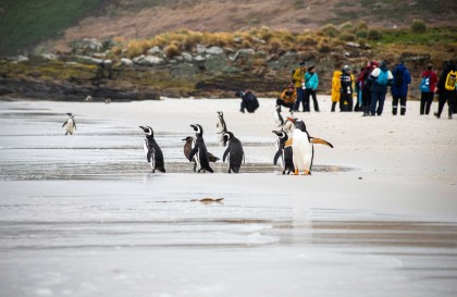 Îles Malouines - Géorgie du Sud - Antarctique