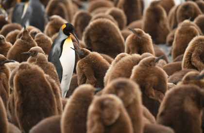 Falkland-Inseln, Südgeorgien und Antarktische Halbinsel