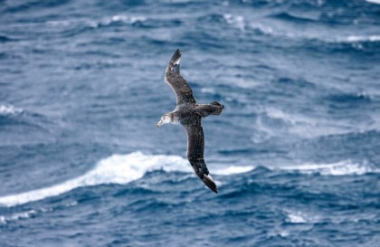 Atlantische Odyssee, ohne Antarktische Halbinsel