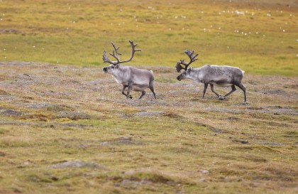 A Taste of North Spitsbergen - Compact Arctic Adventure
