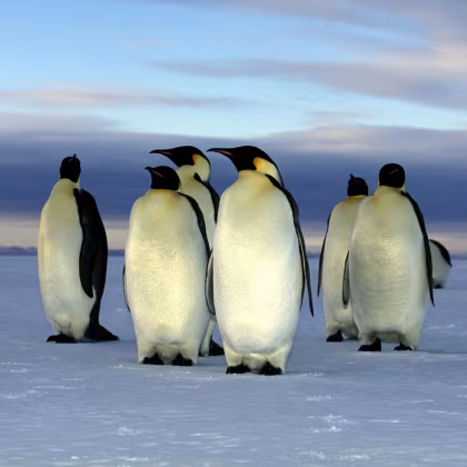 First Emperor Penguin trip started