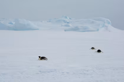 Encounter with the emperor penguin in Antarctica