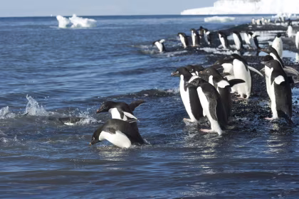 Manchots Adélie dans la mer de Ross - Antarctique