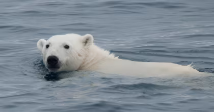 Les Ours polaires établissent un nouveau record de plongée impressionnant