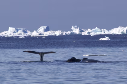 La Baleine boréale, la chasse à la baleine dans l'Arctique