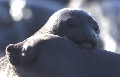 Géorgie du Sud au printemps